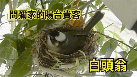 鳥來築巢 風水|【鳥來築巢 風水】鳥來築巢の風水好兆頭！這4生肖準。